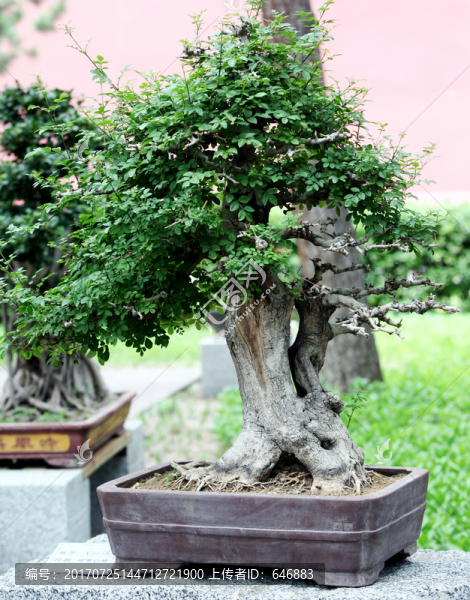微景觀,植物盆栽