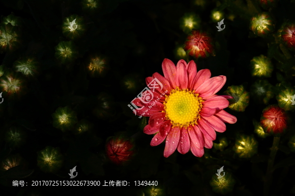 小菊花