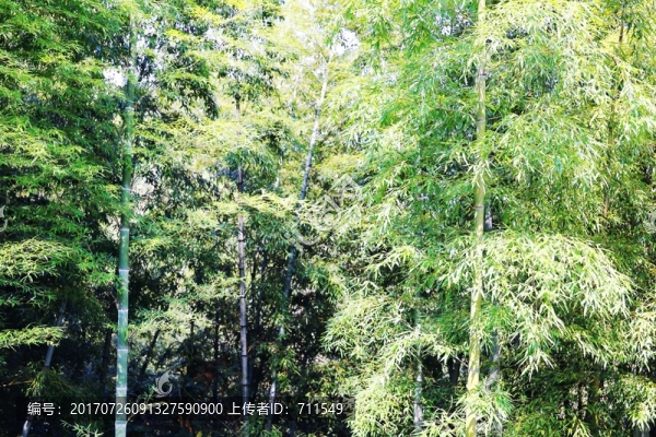 竹子,竹林