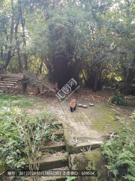 小熊貓