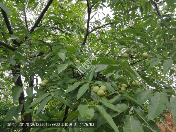 核桃