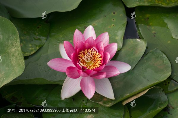 荷花,（11）