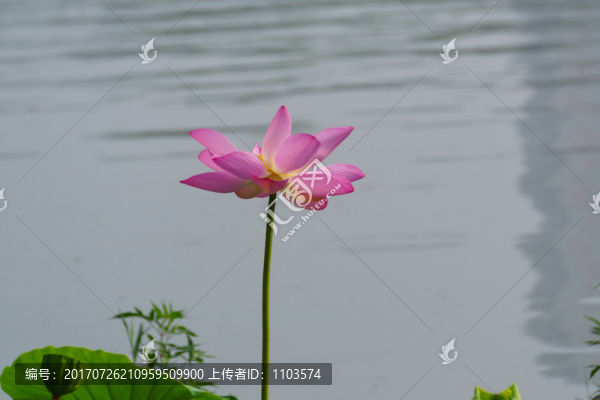 荷花,（14）
