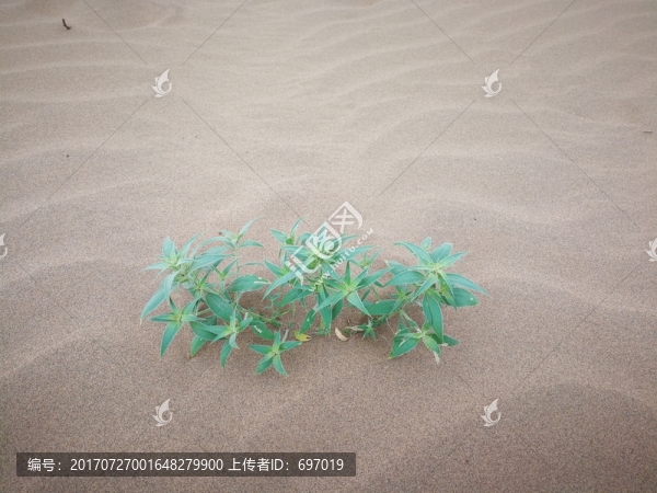 中國(guó)第七大沙漠庫(kù)布其沙漠