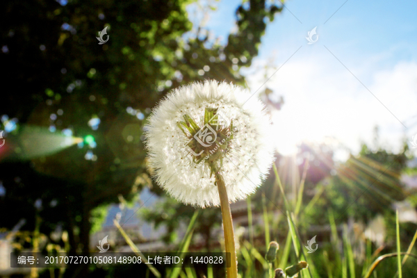 蒲公英,陽光