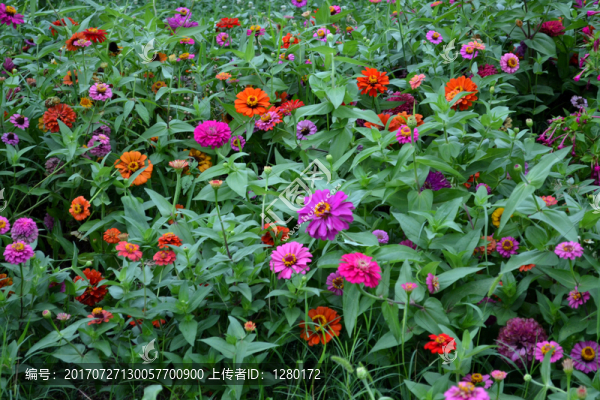千日菊