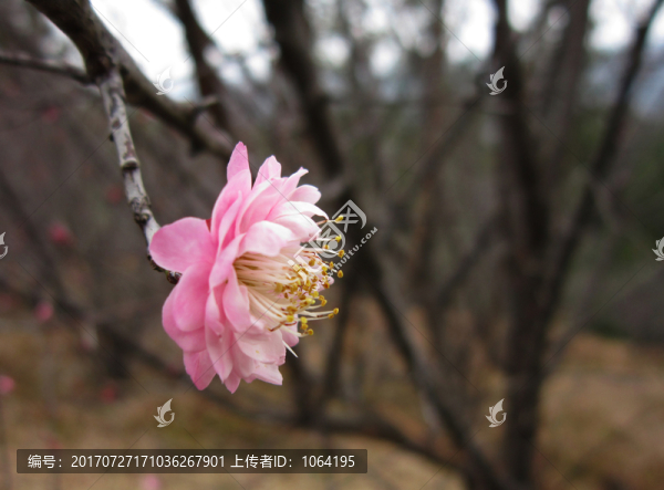 盛開的桃花