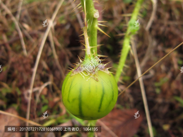 野生,植物,有毒,果子,果實(shí)