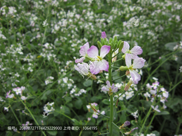 花園花卉攝影圖片素材