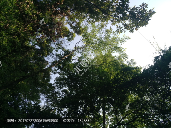 樹(shù)林圖片