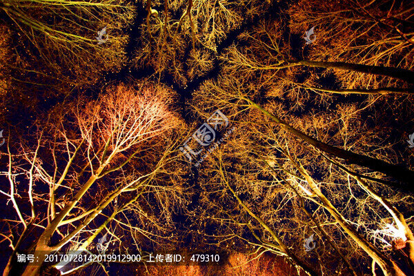 西湖,西湖夜景,樹木,燈光,夜