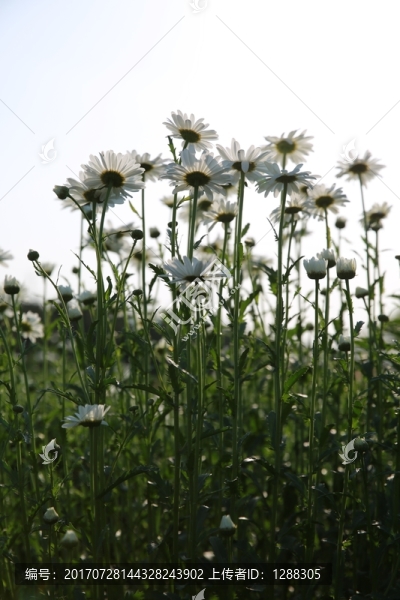 雛菊