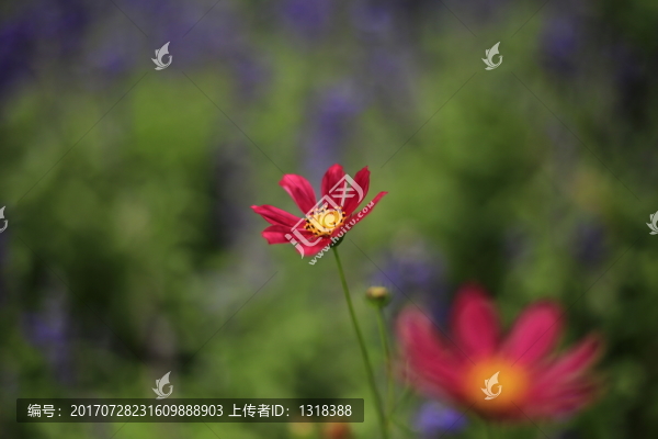 紫色花朵