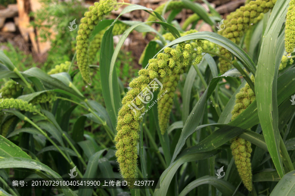 谷子,小米