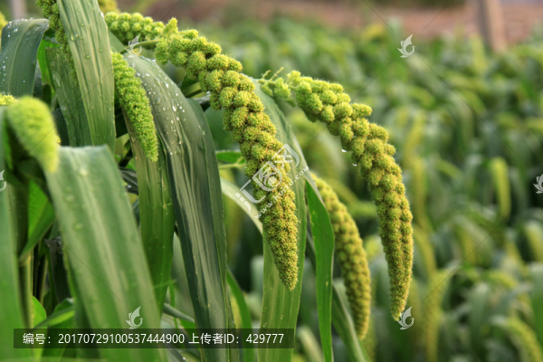 小米,谷子,糧食作物