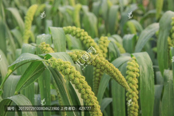 谷子地,小米種植