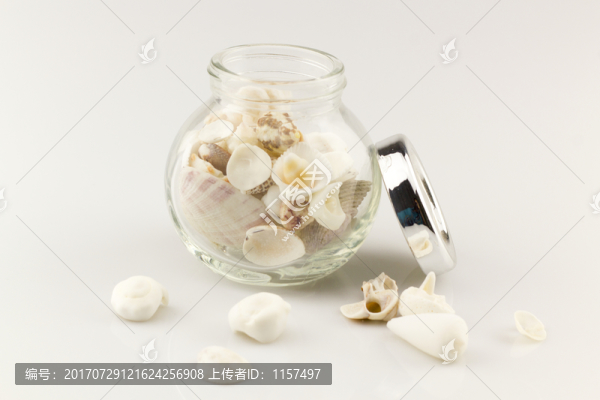 靚麗貝殼