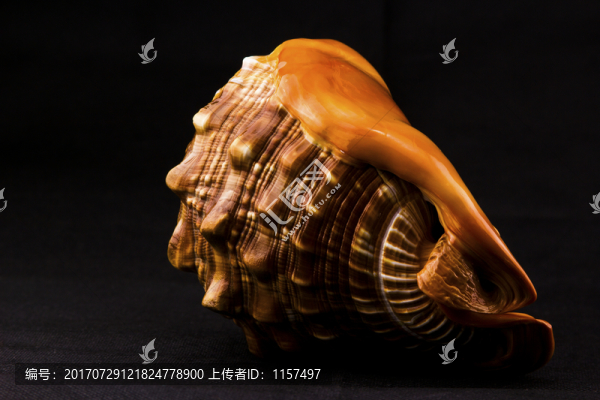 萬寶螺