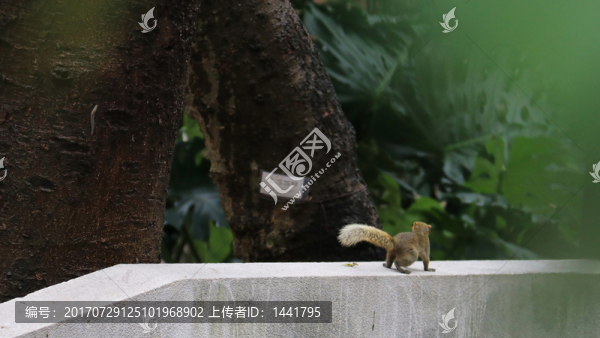 IMG3955松鼠