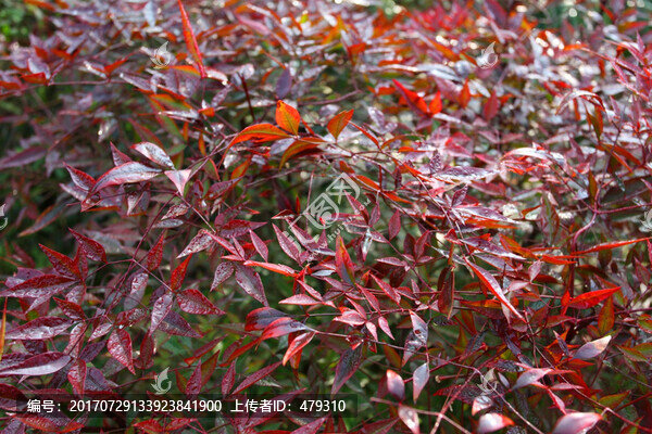 杭州,風光,紅葉