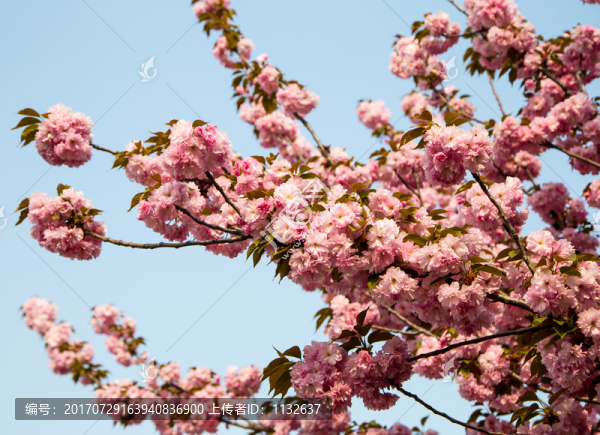 櫻花
