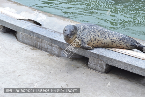 海豹