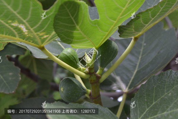 無花果