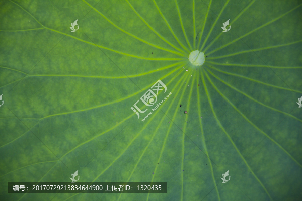 荷葉