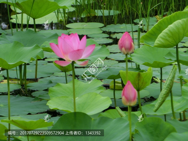 荷花,花蕾