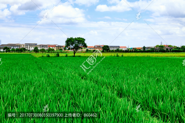 水稻田,綠樹(shù),樹(shù)木,田園風(fēng)光
