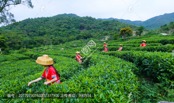 茶山,茶場,茶葉采摘