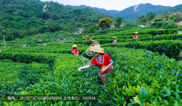 茶山,茶場,茶葉采摘