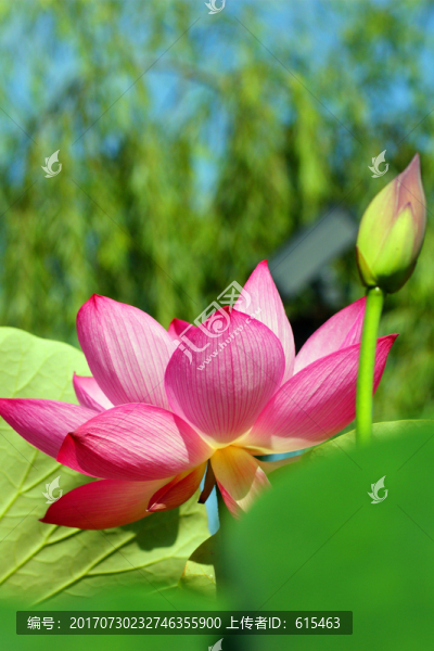 荷花