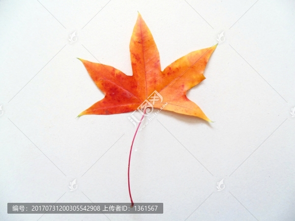 楓葉特寫,紅葉底紋