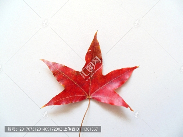 五角楓葉片特寫,五角楓葉素材