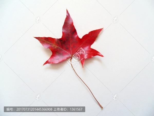 元寶楓葉片特寫,楓葉特寫