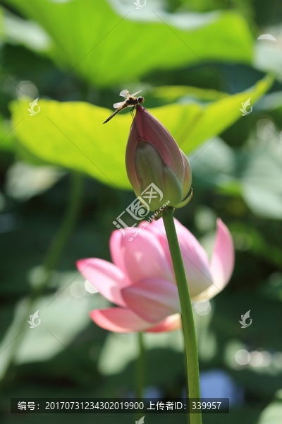荷花,荷葉