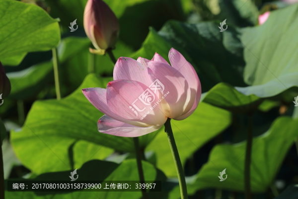 荷花,荷葉