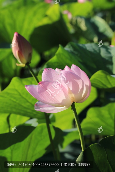 荷花,荷葉