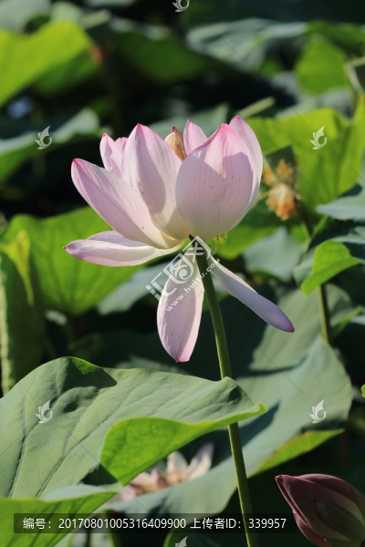荷花,荷葉