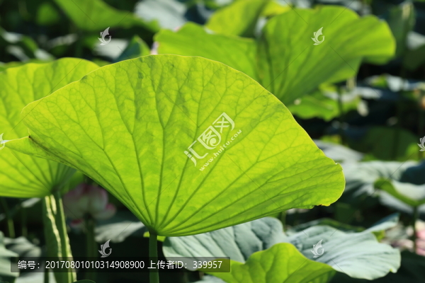 荷花,荷葉