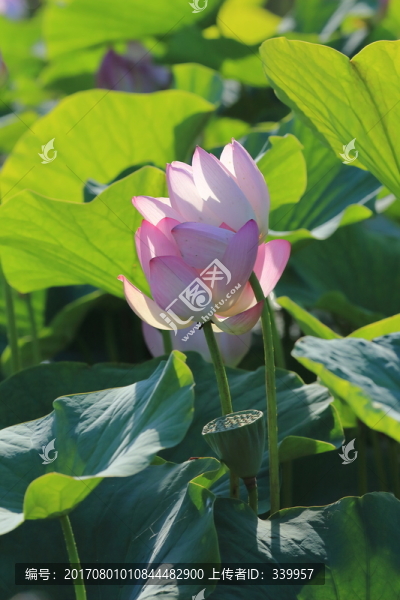 荷花,荷葉