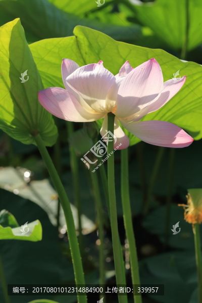 荷花,荷葉
