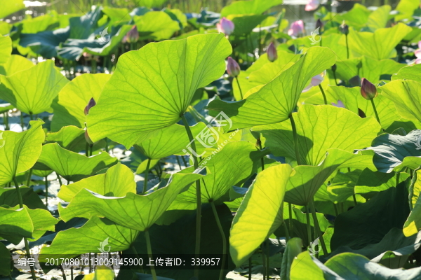 荷花,荷葉