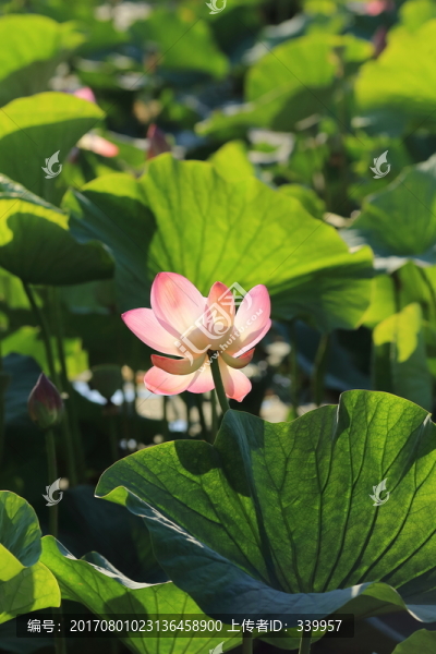 荷花,荷葉