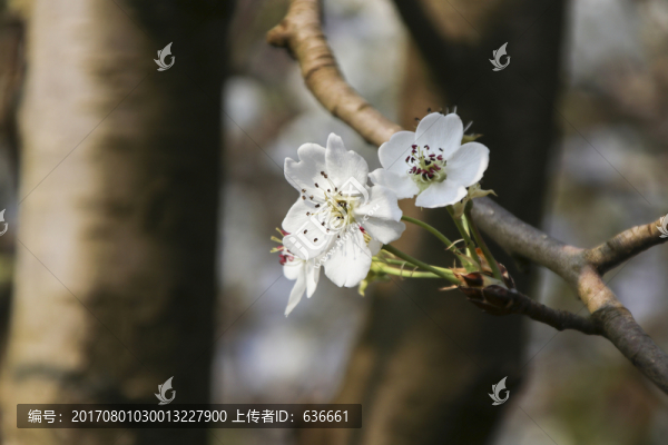 梨花
