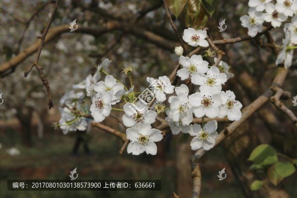 梨花