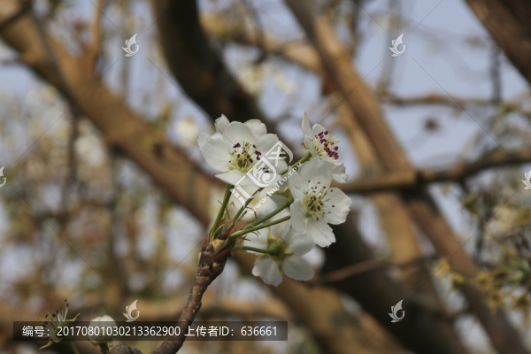 梨花