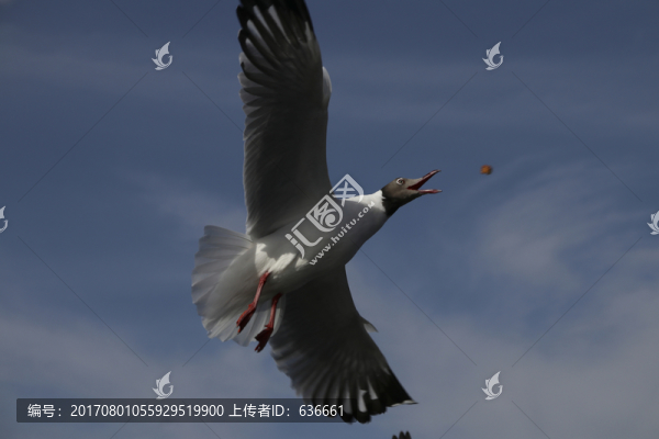 洱海紅嘴鷗,海鷗