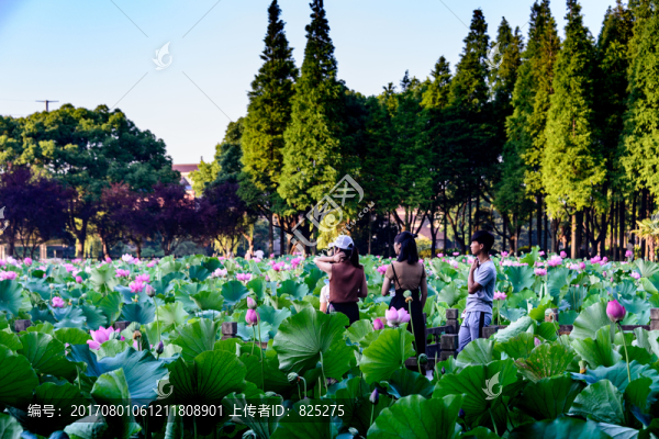 荷花沲